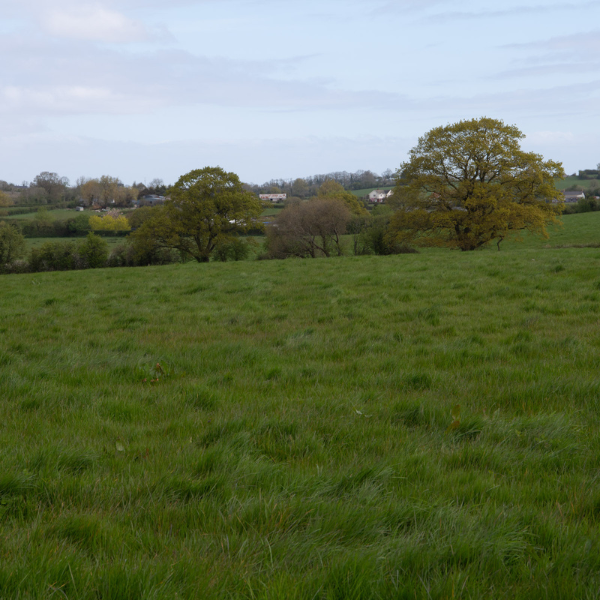Photo of nature, very green fields in the foreground and trees in the background